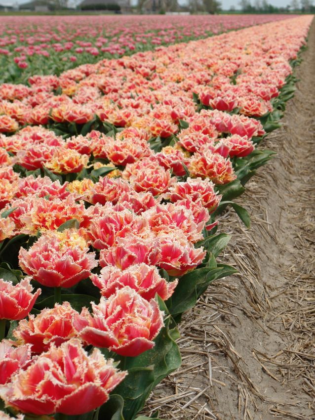Tulipa 'Brisbane' - Tulpe