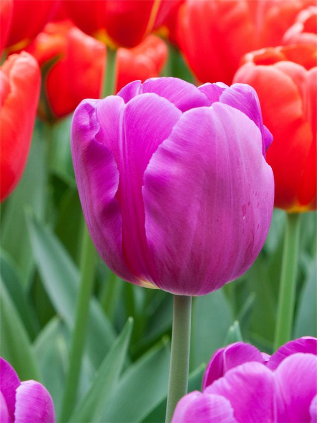Tulpen Bullit