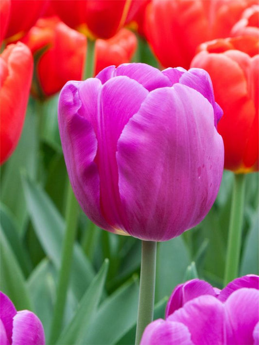 Tulpen Bullit