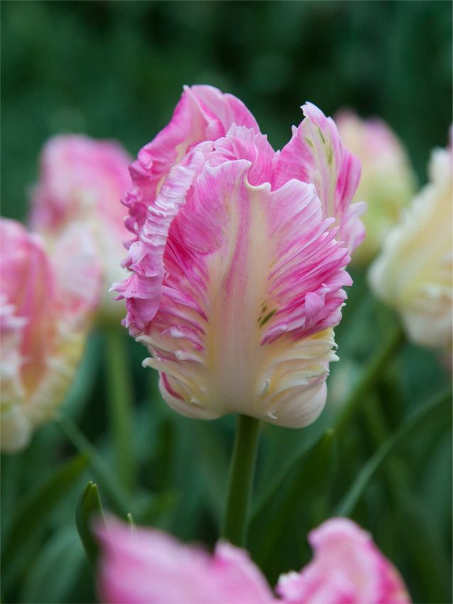 Tulpen Cabanna