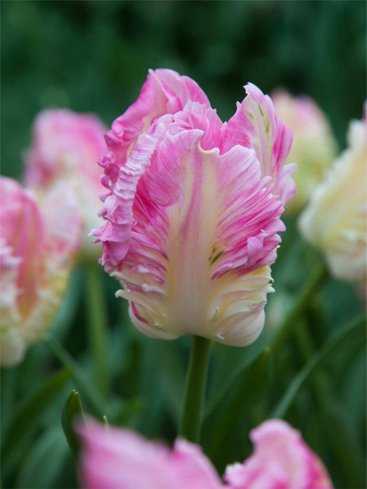 Tulpen Cabanna