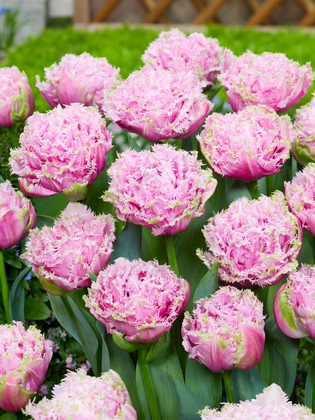 Tulpe 'Cairns' - 15 Stück