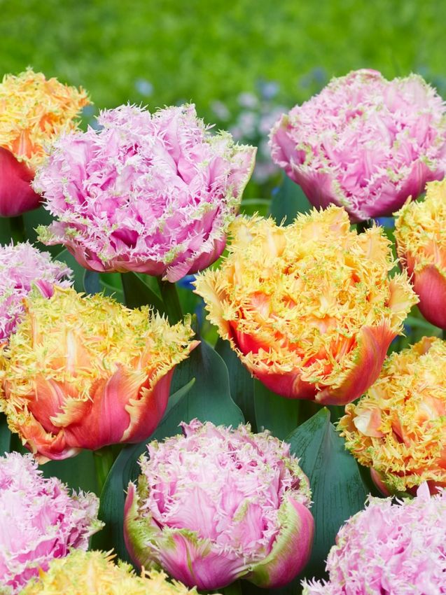 Tulpe 'Cairns' - 15 Stück