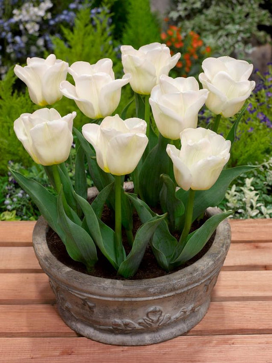 Tulpen Calgary