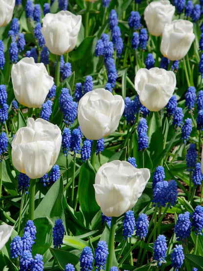 Tulipa 'Calgary' - Tulpe