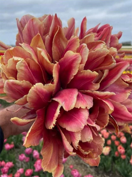 Tulpen Callahan