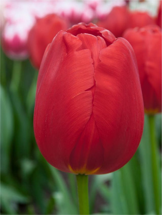 Tulpen Canadian liberator