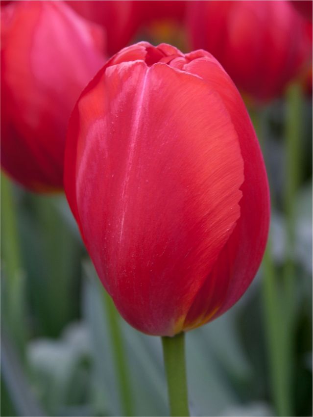 Tulpe 'Canadian Liberator' - 25 Stück