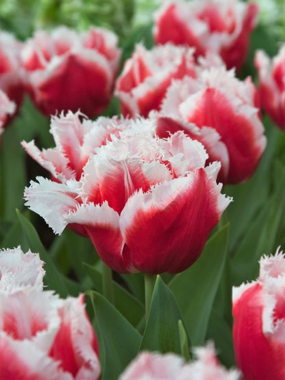 Tulpen Canasta