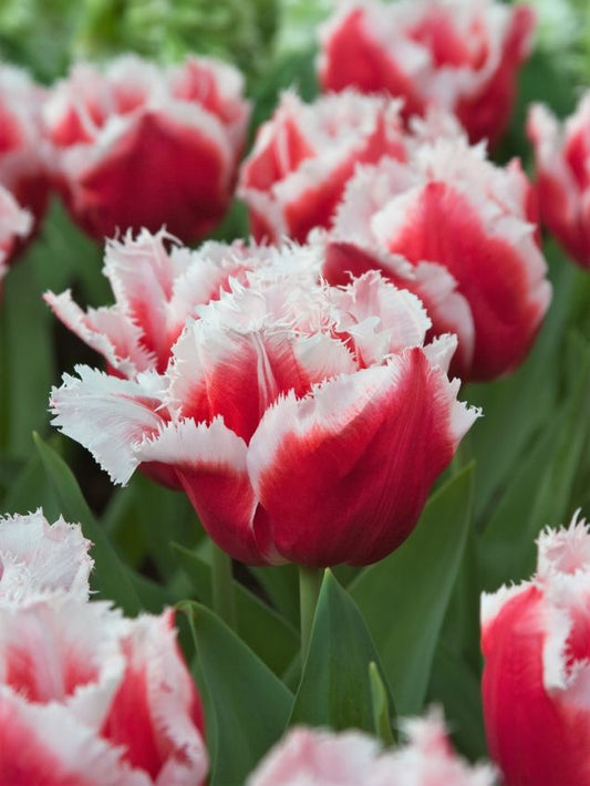 Tulpen Canasta