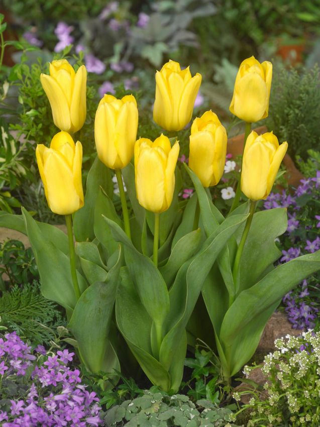 Tulpen Candela