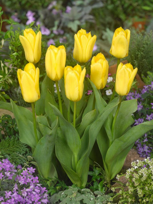 Tulpen Candela