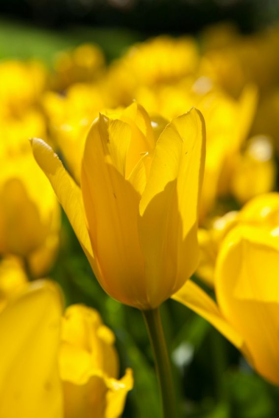 Tulpe 'Candela' - 20 Stück