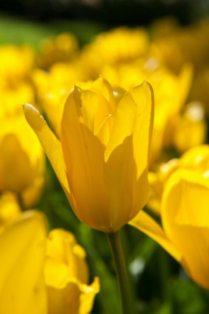 Tulpe 'Candela' - 20 Stück