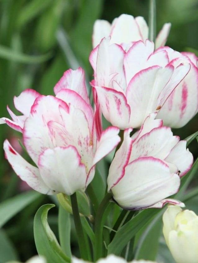 Tulipa 'Candy Club' - Tulpe