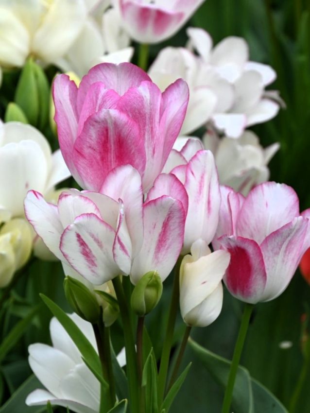 Tulpen Candy club