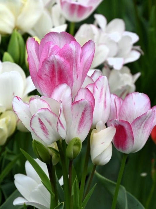Tulpen Candy club