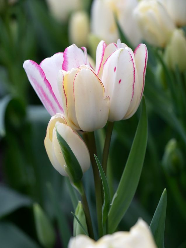 Tulipa 'Candy Club' - Tulpe