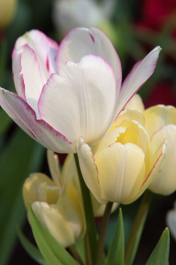 Tulipa 'Candy Club' - Tulpe