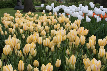 Tulipa 'Candy Club' - Tulpe