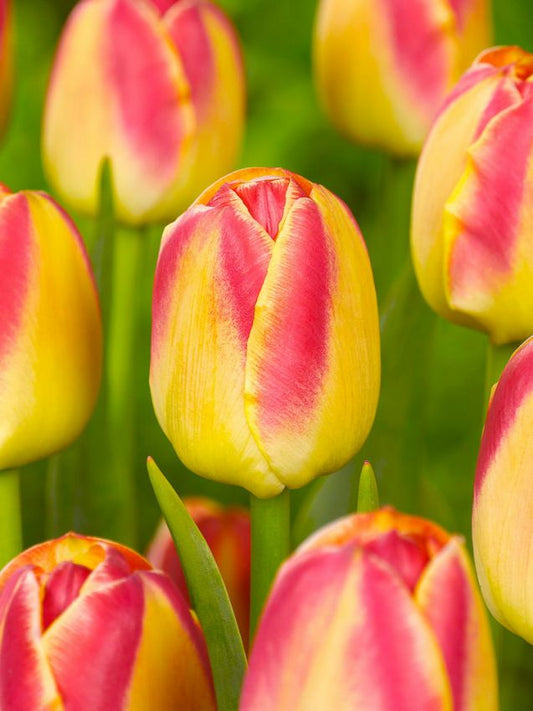 Tulpen Candy corner