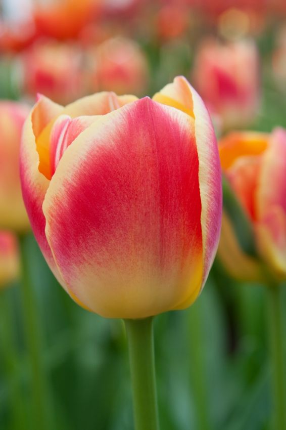 Tulpe 'Candy Corner' - 20 Stück