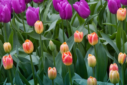 Tulpe 'Candy Corner' - 20 Stück