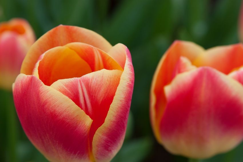 Tulpe 'Candy Corner' - 20 Stück