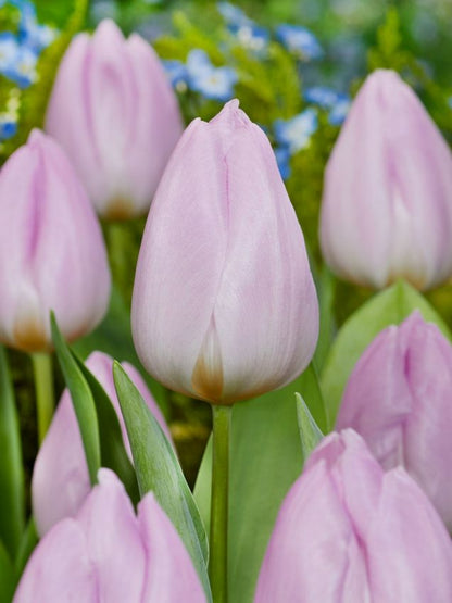 Tulpe 'Candy Prince' - 20 Stück