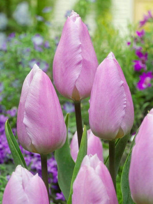 Tulpen Candy prince