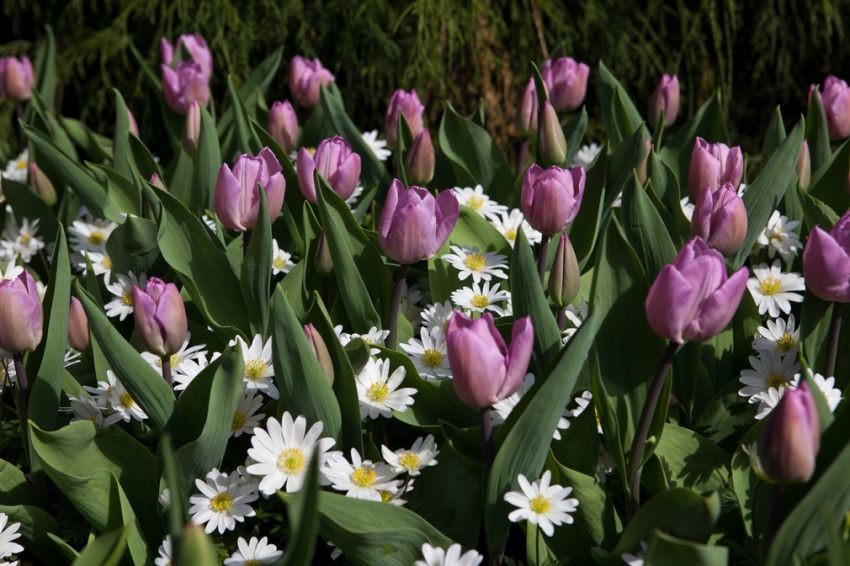 Tulpe 'Candy Prince' - 20 Stück