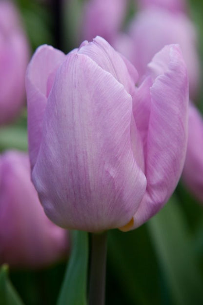 Tulpe 'Candy Prince' - 20 Stück