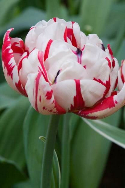 Tulpe 'Carnaval De Nice' - 15 Stück