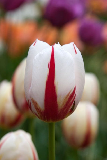 Tulpe 'Carnaval De Rio' - 25 Stück