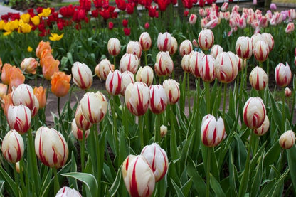 Tulpe 'Carnaval De Rio' - 25 Stück