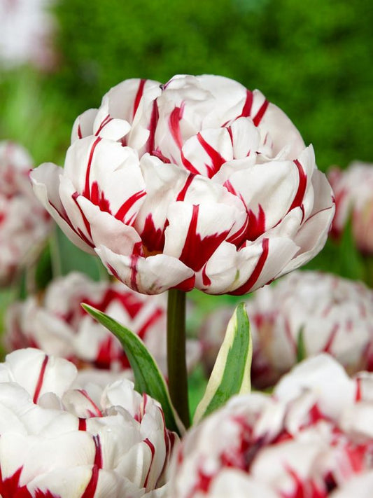 Tulpen Carnaval de nice