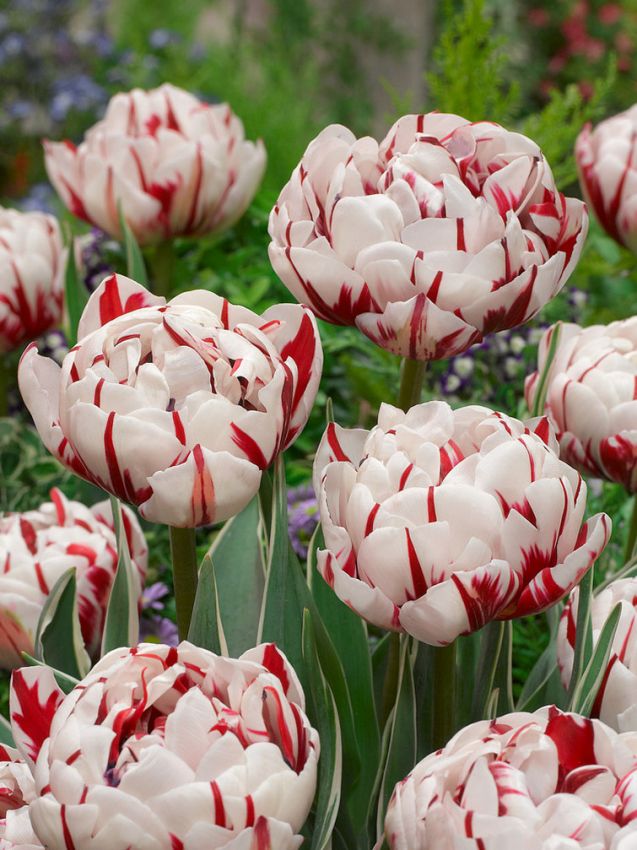Tulpe 'Carnaval De Nice' - 15 Stück