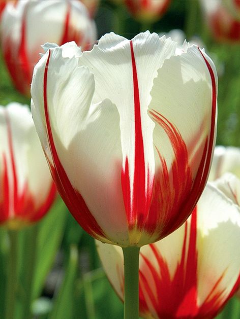 Tulpen Carnaval de rio