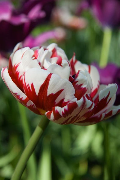 Tulpe 'Carnaval De Nice' - 15 Stück