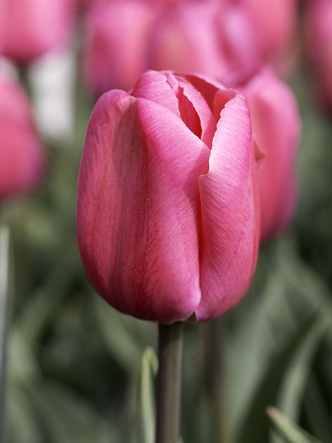 Tulpen Carola