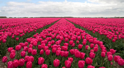 Tulpe 'Carola' - 25 Stück