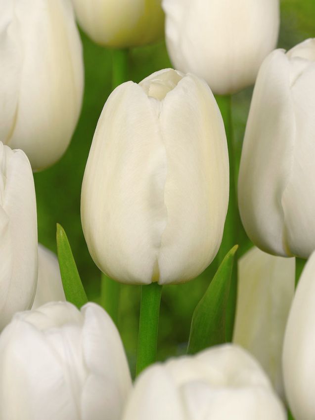 Tulpen Catherina