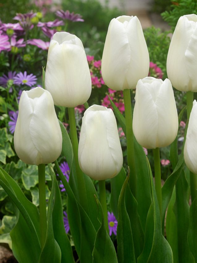 Tulipa 'Catherina' - Tulpe