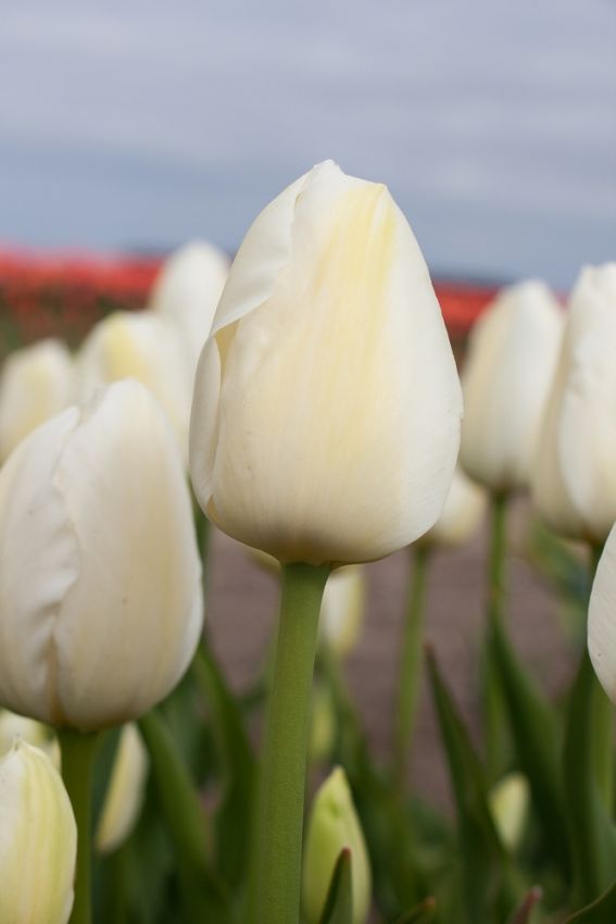 Tulipa 'Catherina' - Tulpe