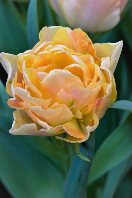 Tulipa 'Charming Lady' - Tulpe