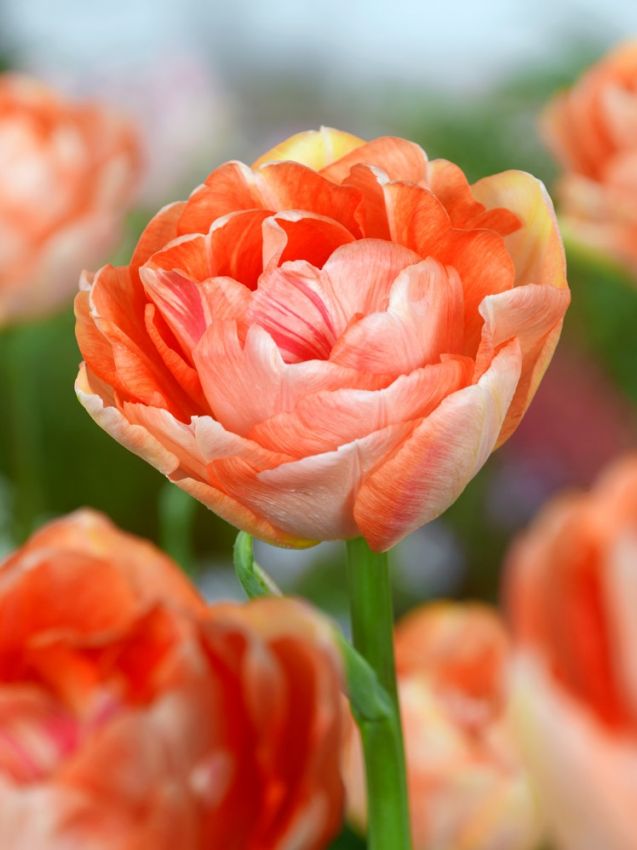 Tulpen Charming lady