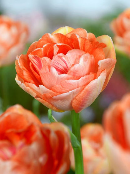 Tulpen Charming lady