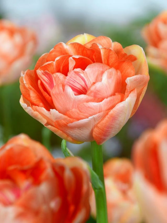 Tulpen Charming lady