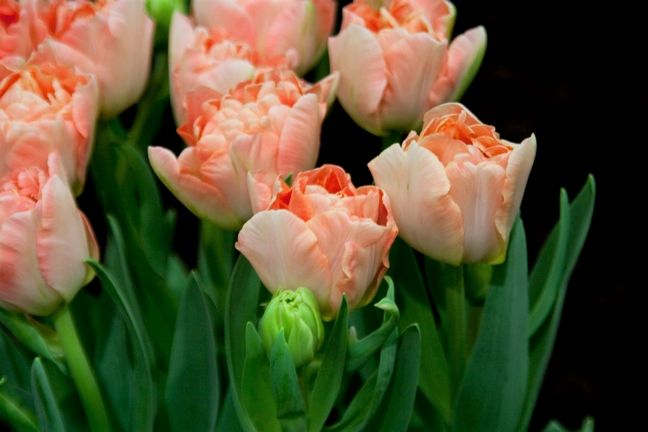 Tulipa 'Charming Lady' - Tulpe
