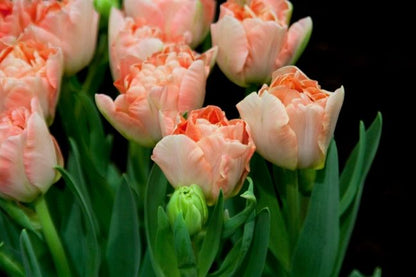 Tulipa 'Charming Lady' - Tulpe